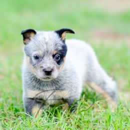 Lexington - Blue female Australian Cattle Dog puppy in Fairview, Oklahoma from Flying D Kennels