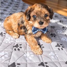 Hank Williams-Sydne's Pup - Merle male Shihpoo puppy in Delphos, Ohio from Route 66 Puppies
