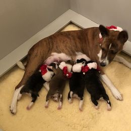 Basenjis from Maringa Basenji