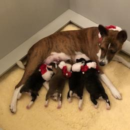 Basenjis from Maringa Basenji