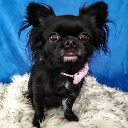 Rosie - Chihuahua
