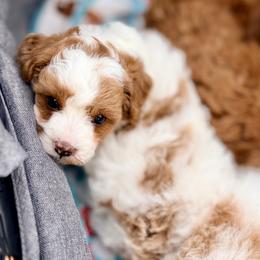 Cavapoo Puppies from Patriot Pups Cavapoos