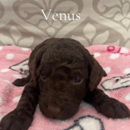 Girl 1-Venus - Brown female Poodle puppy in St Augustine, Florida from St Augustine Poodles