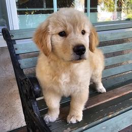 Cooper - Golden male Golden Retriever puppy in Los Angeles, California from Sea Air Goldens