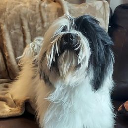 Mercedes - Havanese