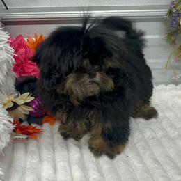 SB Sandy - Black and tan female Shih Tzu puppy in Elgin, South Carolina from Silver Bells Paw Prints