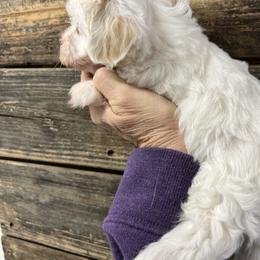 Lucy - Parti female Maltipoo puppy in Lawrenceburg, Tennessee from LUV Poodles and Maltipoos