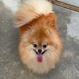 Polly - Orange female Pomeranian puppy in New York from Willow Dove Pugs