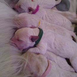 Goldendoodle Puppies from SuperDog Doodles