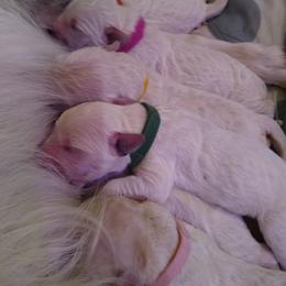 Goldendoodle Puppies from SuperDog Doodles