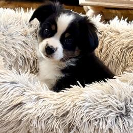 Odie - Black tri male Toy Australian Shepherd puppy in Howe, Oklahoma from Tonia Johnson's Toy and Miniature Australian Shepherds