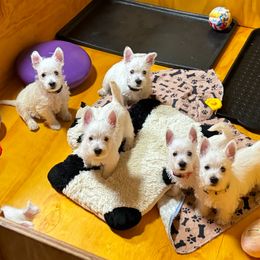 West Highland White Terrier Puppies from Must Love Westie Dogs