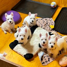West Highland White Terrier Puppies from Must Love Westie Dogs