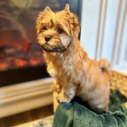 Biewer Terrier and Russian Salon Dog Puppies from Petit Bijou