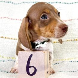 Moose AKC - Chocolate and tan male Dachshund puppy in South Easton, Massachusetts from Depot Dachsies