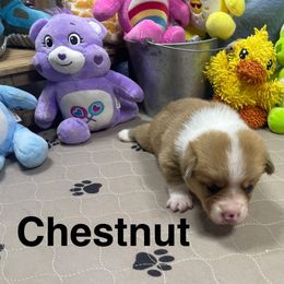 Chestnut - Red male Pembroke Welsh Corgi puppy in Apison, Tennessee from Ashmore Corgis