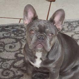 Aspen  - French Bulldog