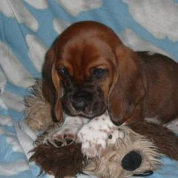 Basset Hound Puppies from All Ears Bassets