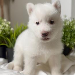 Siberian Husky Puppies from Snowy Siberians