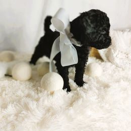 Toblerone - Black male Goldendoodle puppy in Longview, Texas from WonderDoodles