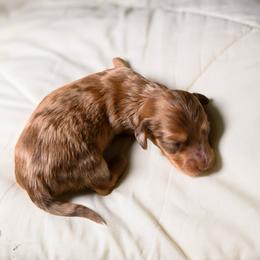 Peanut - Dachshund puppy from Maitime Dachshund