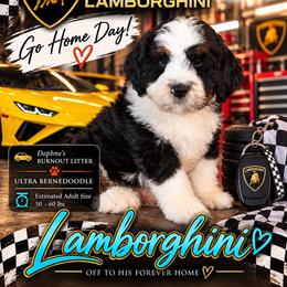 Lamborghini - Tri-color male Bernedoodle puppy in Henry, Illinois from Rowe Farms Doodles