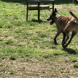 Belgian Malinois Puppies from John Redlinger