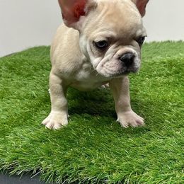 French Bulldog Puppies from The Frenchie Quarters