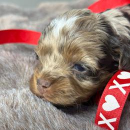Zia - Merle female Cockapoo puppy in Palmdale, California from Pucci Pawfect
