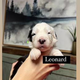 Leonard - Gray and white male Old English Sheepdog puppy in Bristol, Indiana from Ridgeruns OES