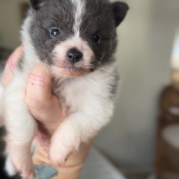 Star - Blue parti female Pomeranian puppy in El Sobrante, California from Little Lovers Kennels, LLC