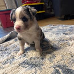 Girl 2 - Blue merle female Miniature Australian Shepherd puppy in Saco, Maine from Wags Family Aussies