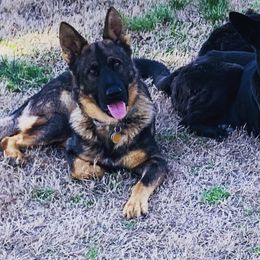 German Shepherd Puppies from Guamany K9 Vomhaus