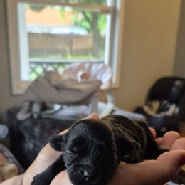Midnight - Black male Maltipoo puppy in Sedro Woolley, Washington from Absher Ranch