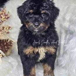 West - Tri-color male Bernedoodle puppy in Cleveland, Georgia from Jam's Doodles And Poodles