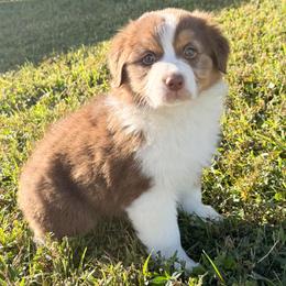 Girl 2 - Red tri-color female Australian Shepherd puppy in Port Orange, Florida from Steadfast Australian Shepherds