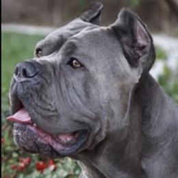 Cirino - Cane Corso