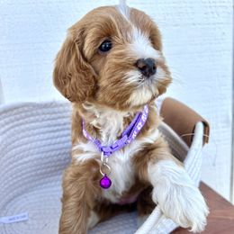 Australian Labradoodle puppies from Poodles and Labradoodles breeder