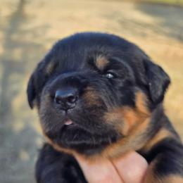 I don't name - Black and mahogany female Rottweiler puppy in Oklahoma City, Oklahoma from Von Edlenhaus Rottweilers