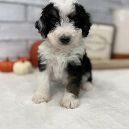 Baby - Black and white male Bernedoodle puppy in Jacksonville, Florida from Star of the Sea Doodles
