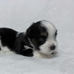 Enzo - Black tan and white male Biewer Terrier puppy in Cartersville, Georgia from Alpha Tiny Paws