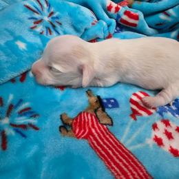 Extreme dapple pie - Dapple female Dachshund puppy in West Plains, Missouri from Spring Creek Dachshunds