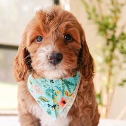 BonBon - Red  female Goldendoodle puppy in Calvin, Oklahoma from BellaDoodles