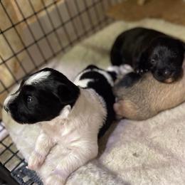 Miniature Schnauzers, Poodles, and Yorkshire Terriers from Copper Rose Farm