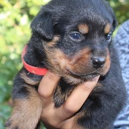 Rottweilers from Foundation's Rottweiler