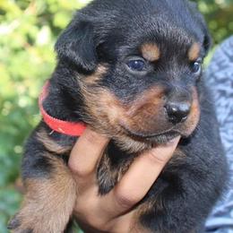 Rottweilers from Foundation's Rottweiler
