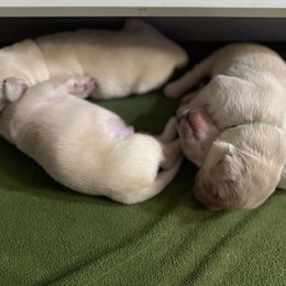 Charlie - Light golden male Golden Retriever puppy in Warrenton, Virginia from Four Lochs LLC