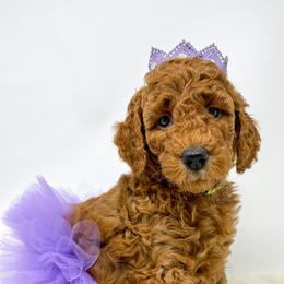 Goldendoodles and Labradoodles from Must Love Doodles