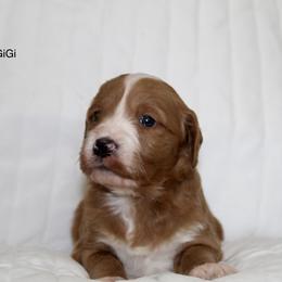 Goldendoodle Puppies from Silver Barn Doodles