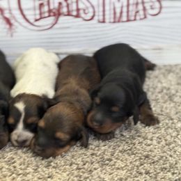 Dachshund and Pembroke Welsh Corgi Puppies from Three K Miniature Dachshunds